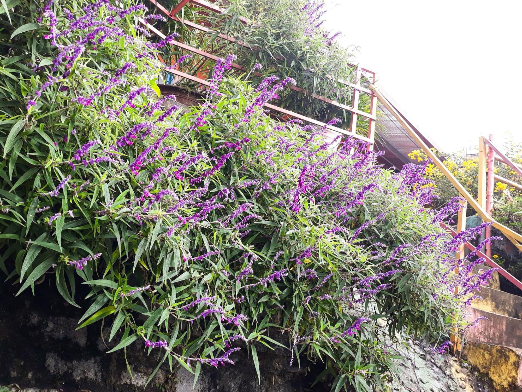 Sapa Tatu Homestay 외부 사진